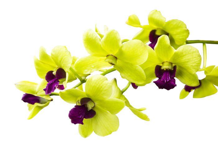 Yellow and Green Flower Logo - Orchid Flower Meaning - Flower Meaning