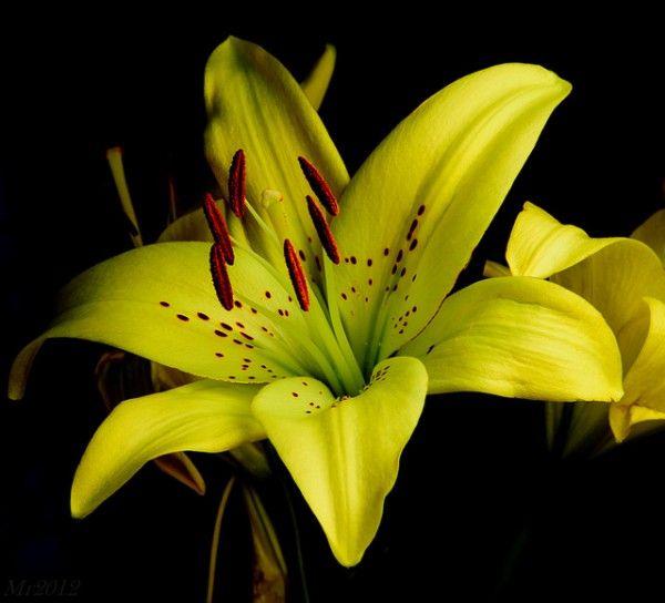 Yellow and Green Flower Logo - Amazing Flower Photographs