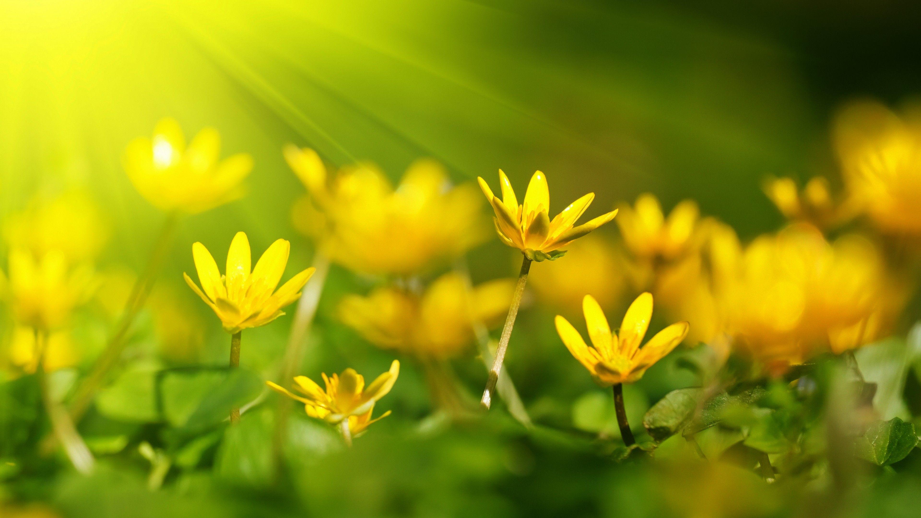 Yellow and Green Flower Logo - Wallpaper Flowers, 5k, 4k wallpaper, 8k, sunray, yellow, green grass ...