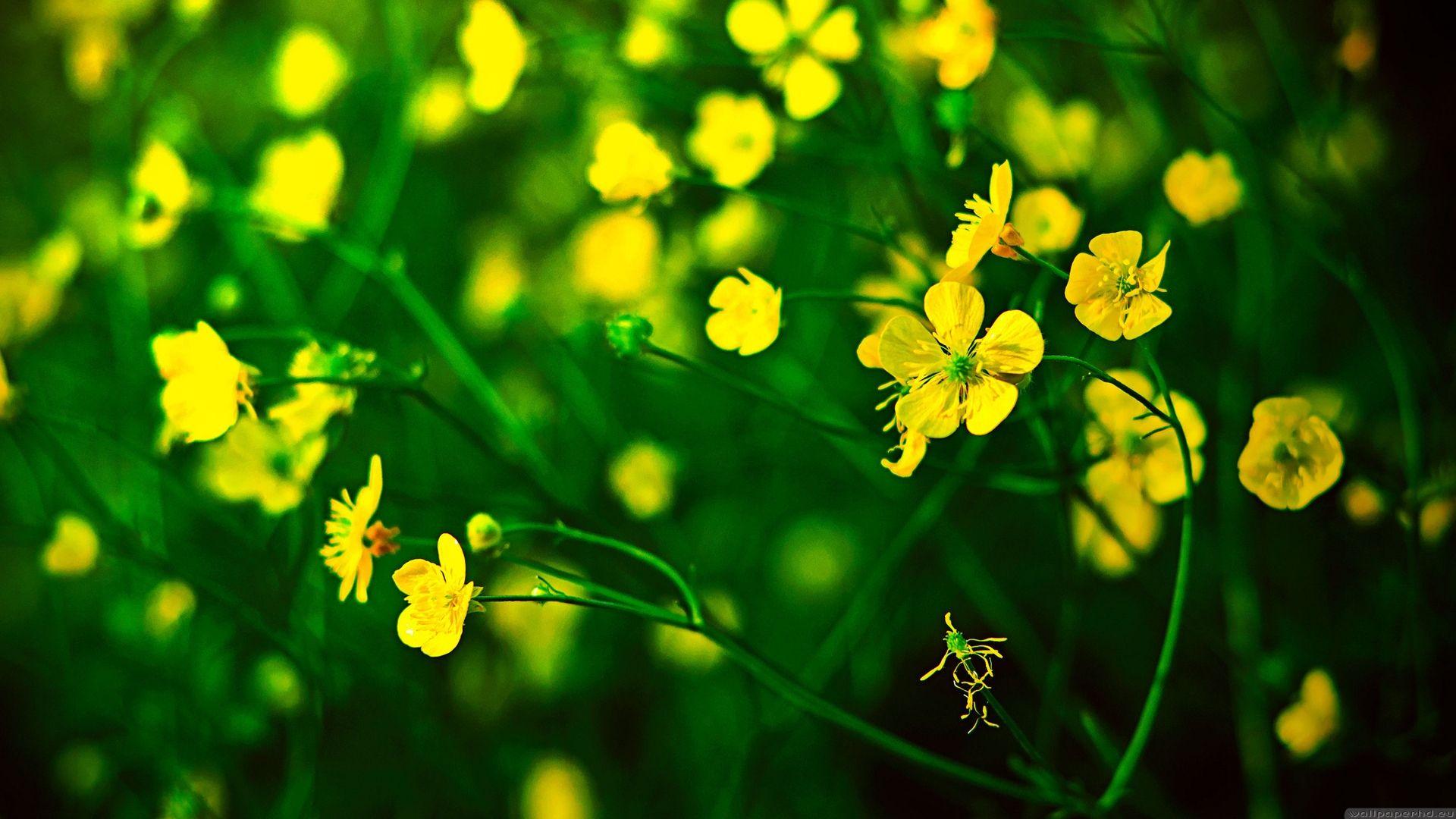 Yellow and Green Flower Logo - 48 High Definition Yellow Wallpapers/Backgrounds For Free Download