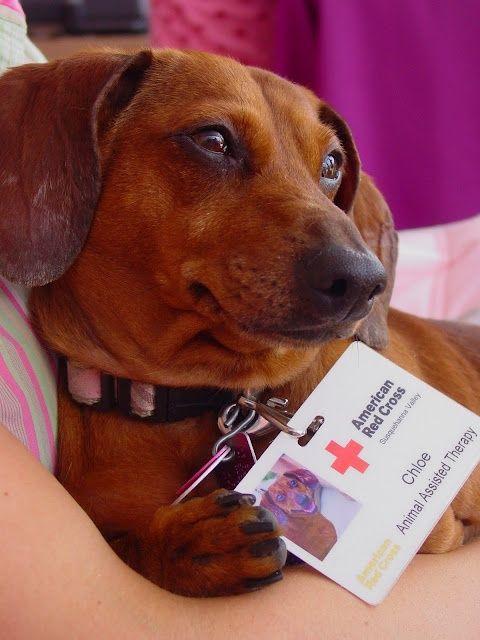 Red Cross Animals Logo - Pin by Gloria Huang on Fuzzies | Dachshund, Dogs, Therapy dogs