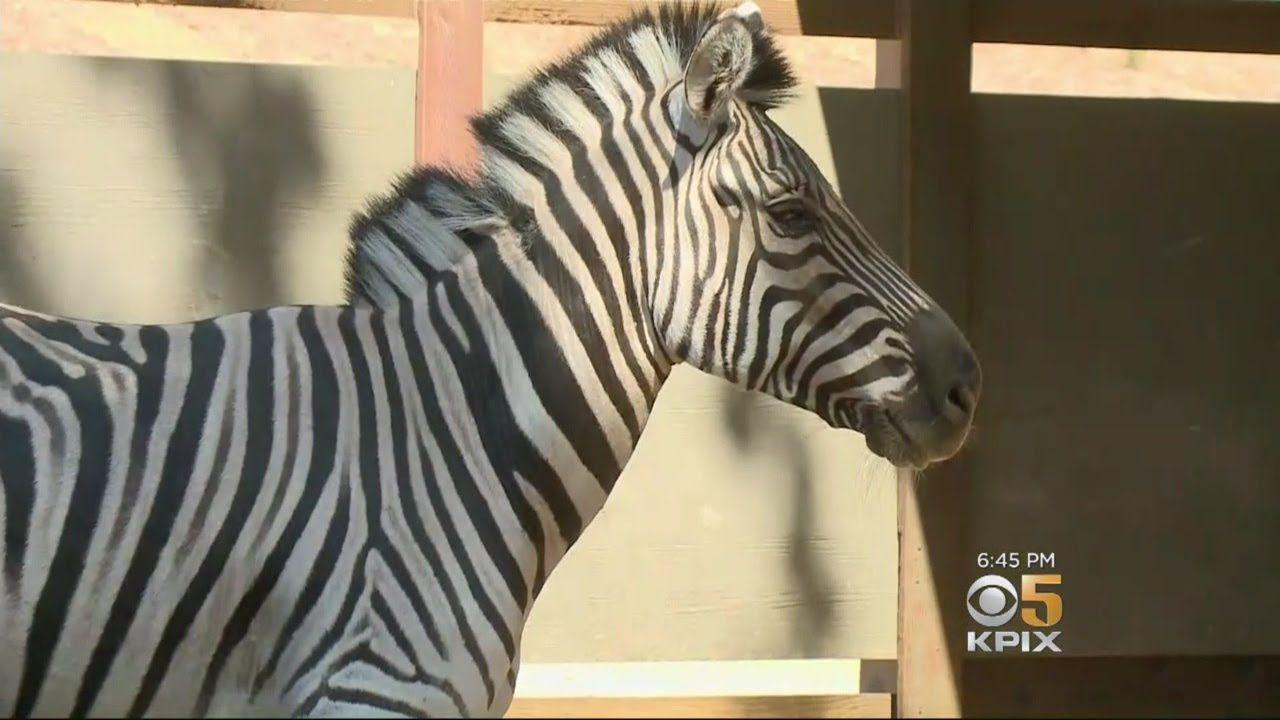 Red Cross Animals Logo - Santa Rosa Hero Who Rescued Animals During Wildfires Honored by Red ...