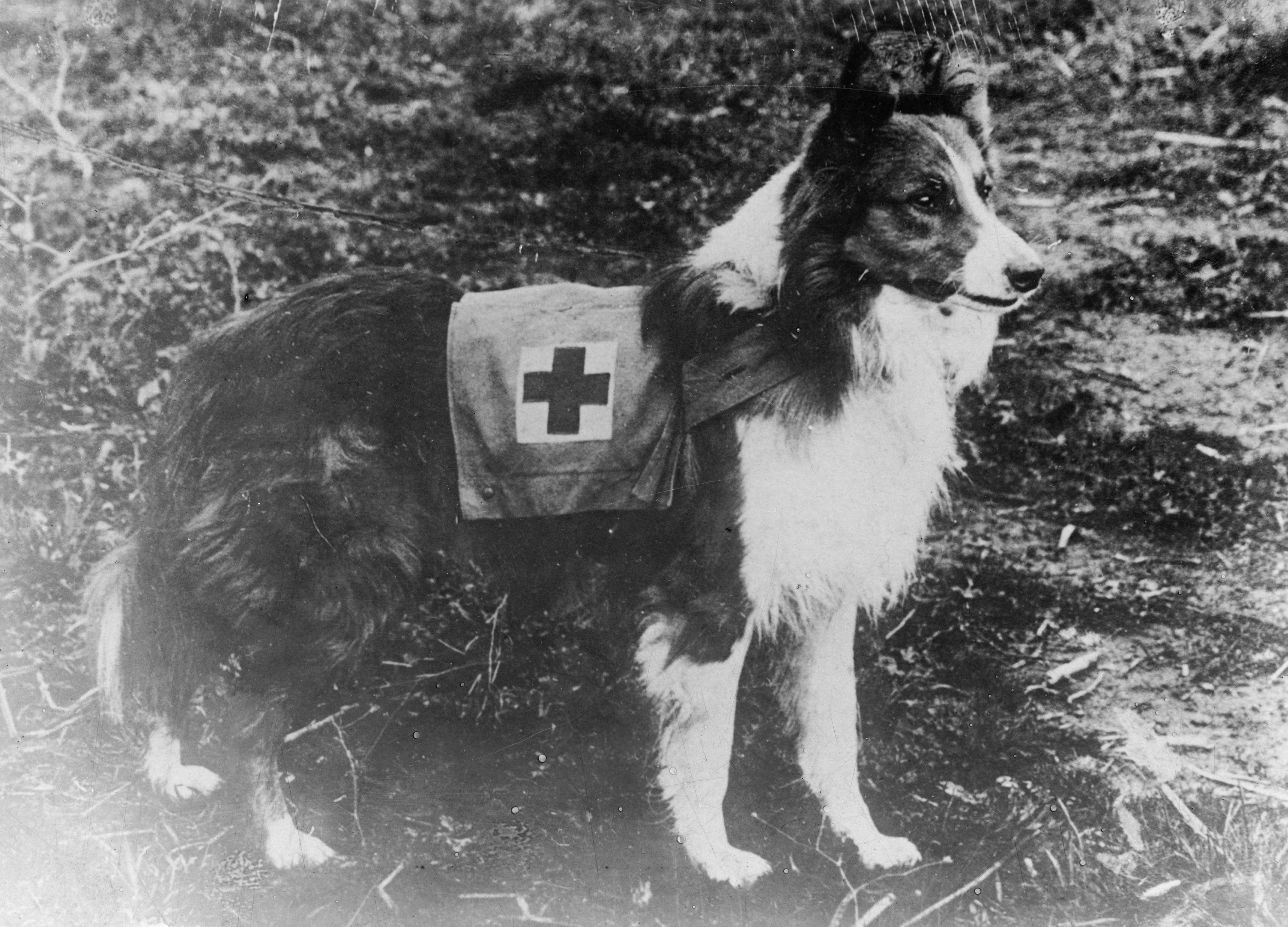 Red Cross Animals Logo - Search and rescue dog