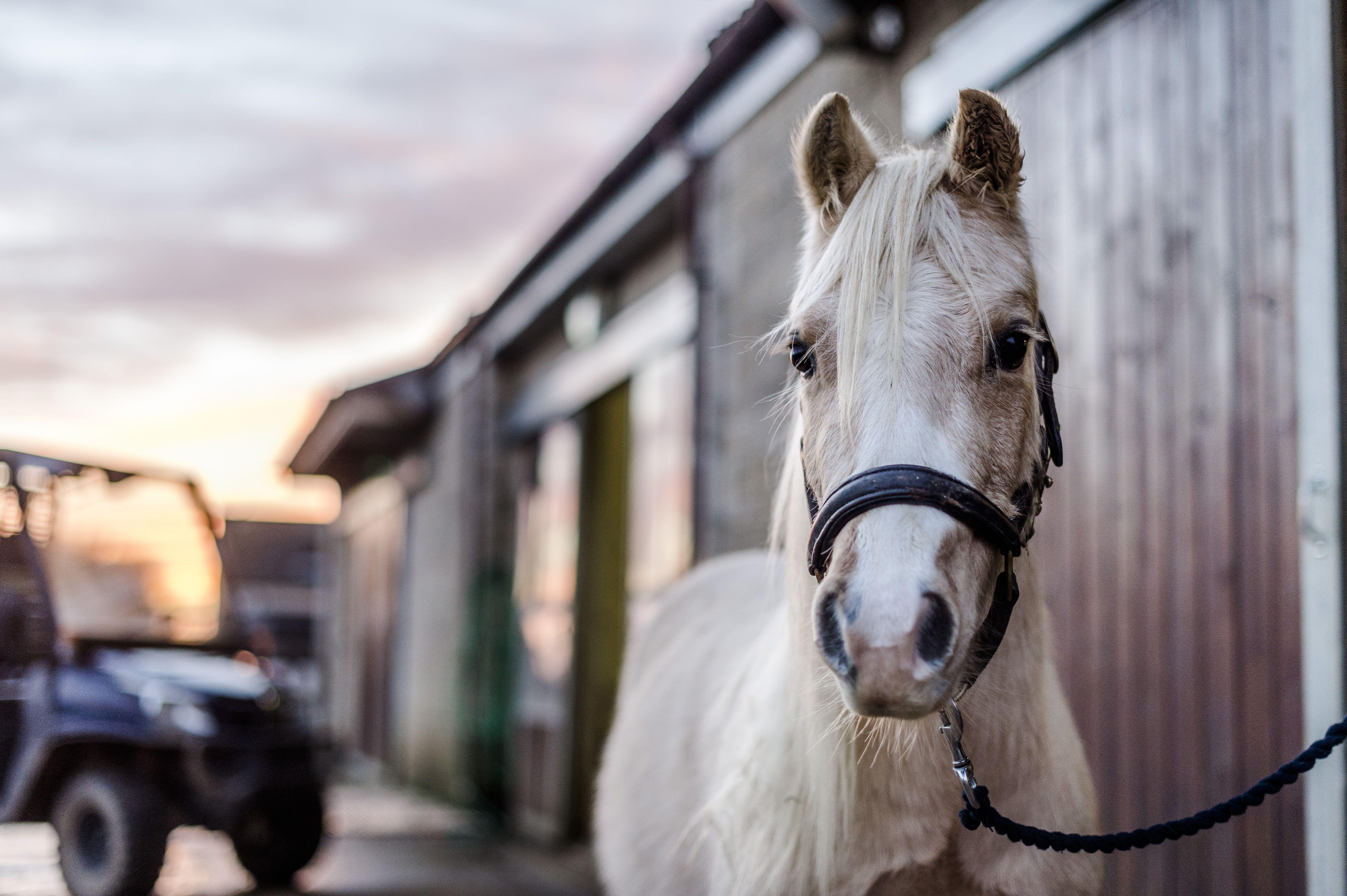 Red Cross Animals Logo - Animal Rescue, Rescue Dogs, Rehoming | Cats, Horses & other Animals ...