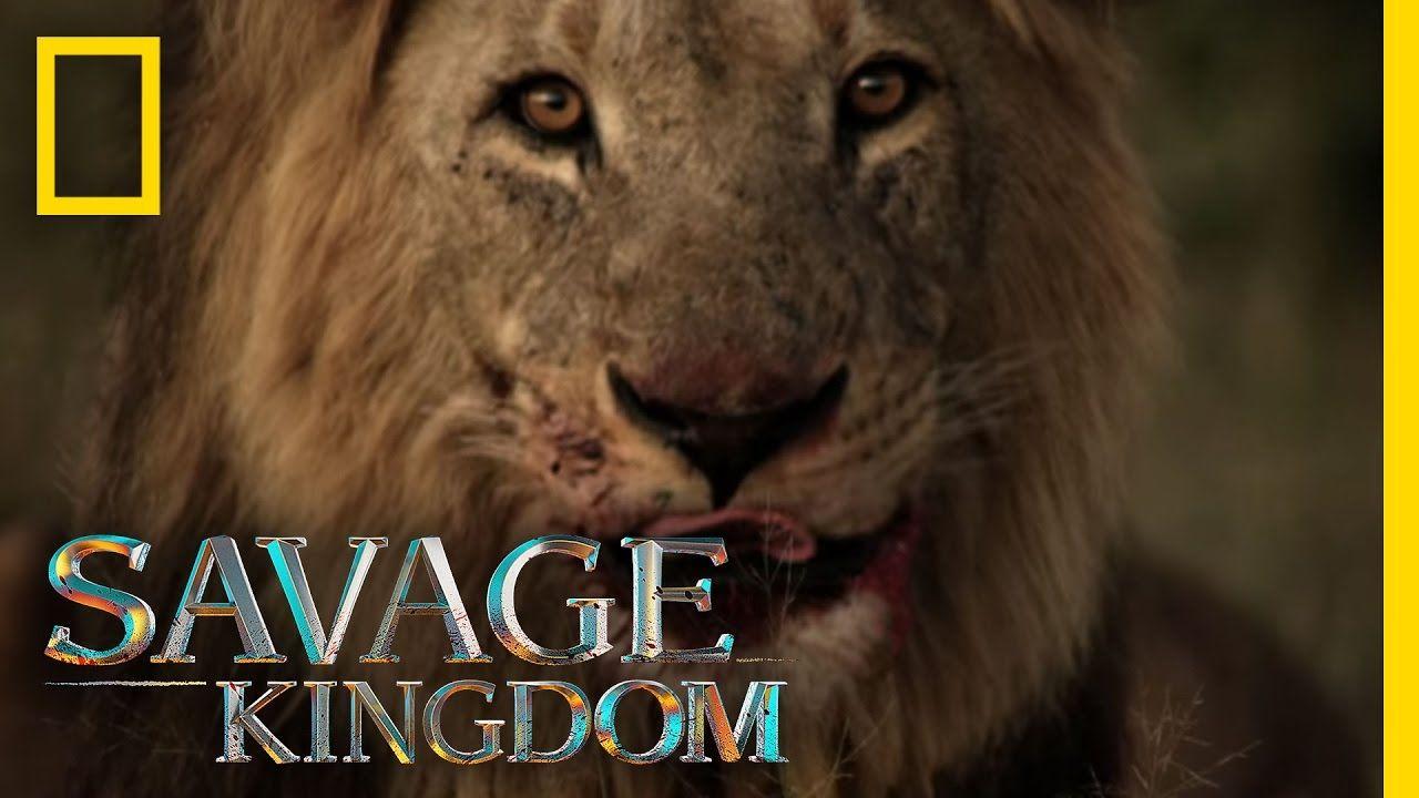 Lion King Savage Logo - Sekekama: The Colossal King