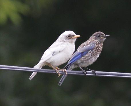 White with Blue Bird Logo - Sialis - Leucistic Bluebirds