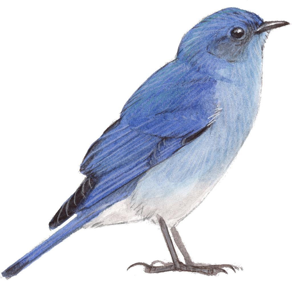 White with Blue Bird Logo - Beautiful Bluebird Picture and Image