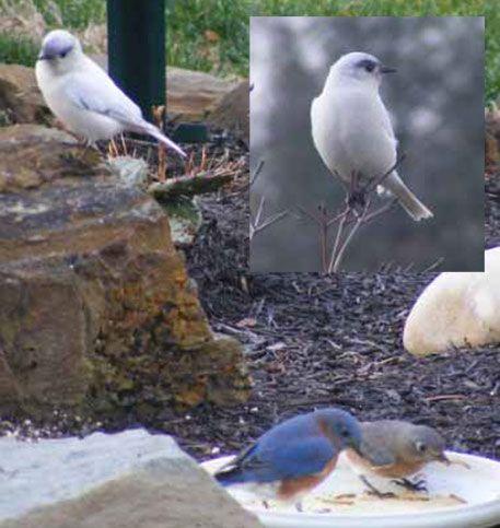 White with Blue Bird Logo - Sialis - Leucistic Bluebirds