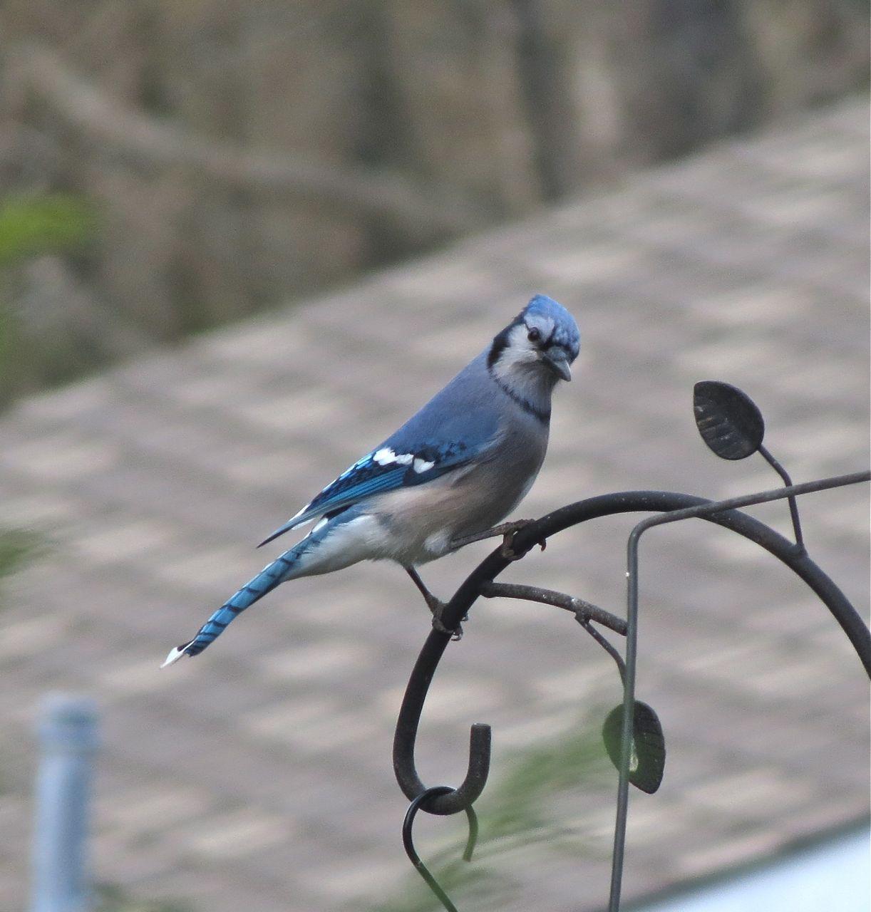 White with Blue Bird Logo - A Blue Jay – the real thing! | Burnaby Outdoors – birds, nature, parks