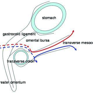 Left Right Arrow Blue Red Logo - Red arrow, route of the right ureter. Blue arrow, route of the left ...