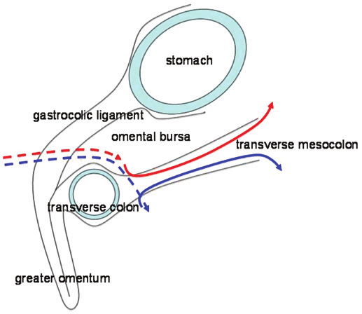 Left Right Arrow Blue Red Logo - Red arrow, route of the right ureter. Blue arrow, route of the left ...