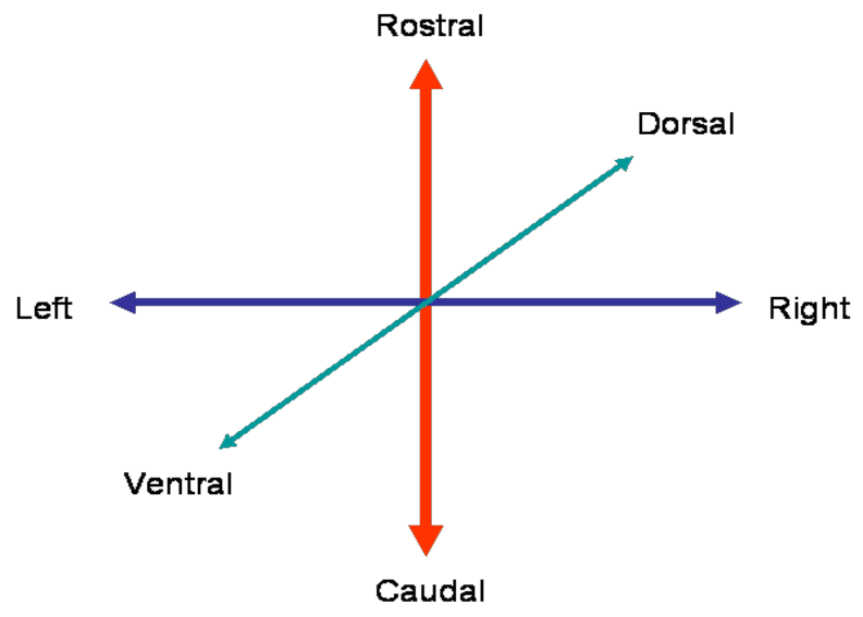 Left Right Arrow Blue Red Logo - 1 Orientation and Polarity of the three axises. The Red arrow ...