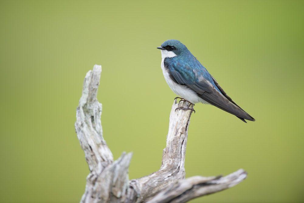 White with Blue Bird Logo - 500+ Blue Bird Pictures [HD] | Download Free Images on Unsplash