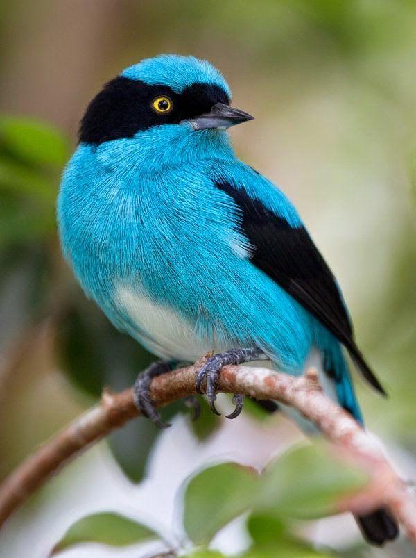 White with Blue Bird Logo - Beautiful White, Blue and Black Bird. Birds. Bird, Beautiful birds