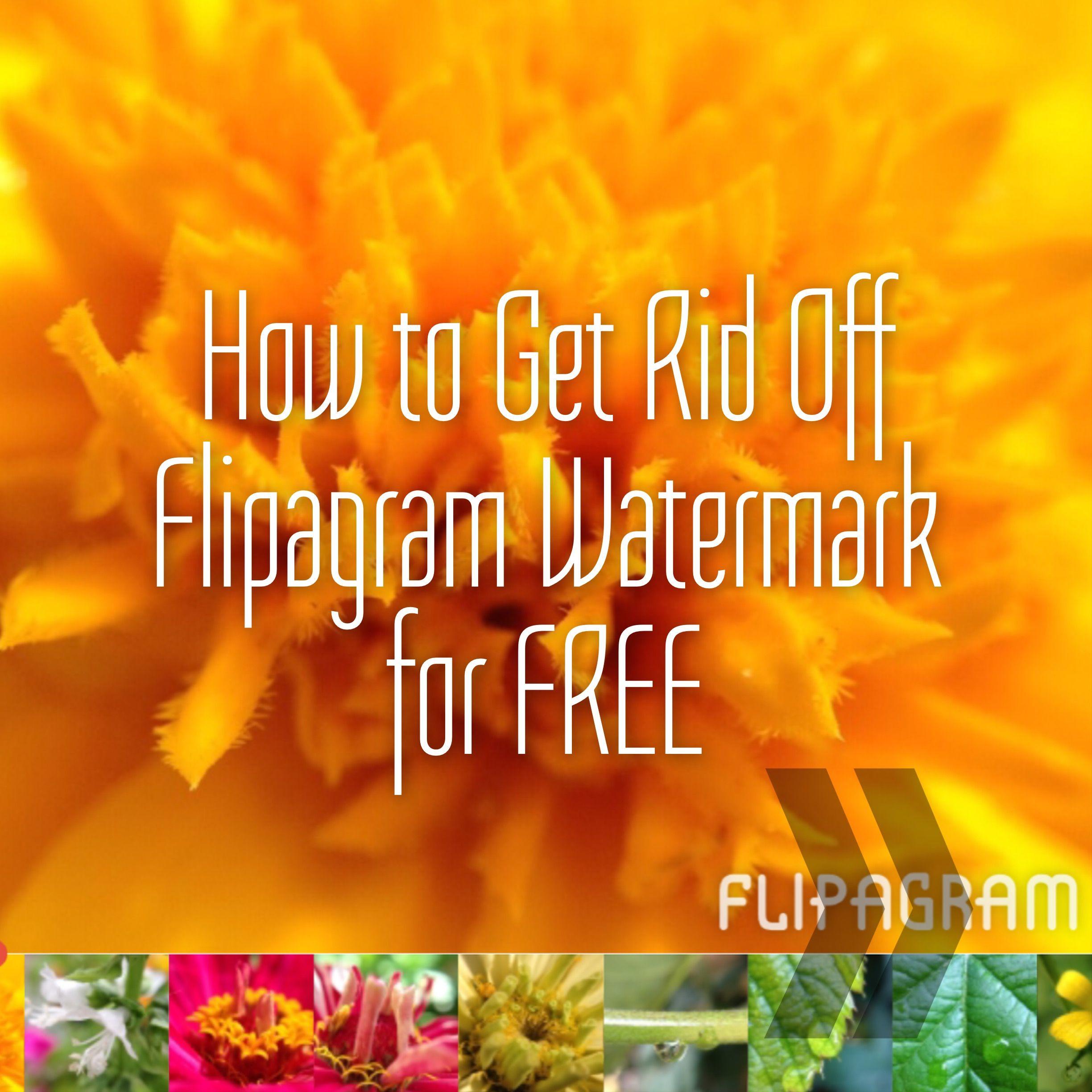 Flipagram Logo - How to get rid off Flipagram Logo Watermark for Free - Moblivious
