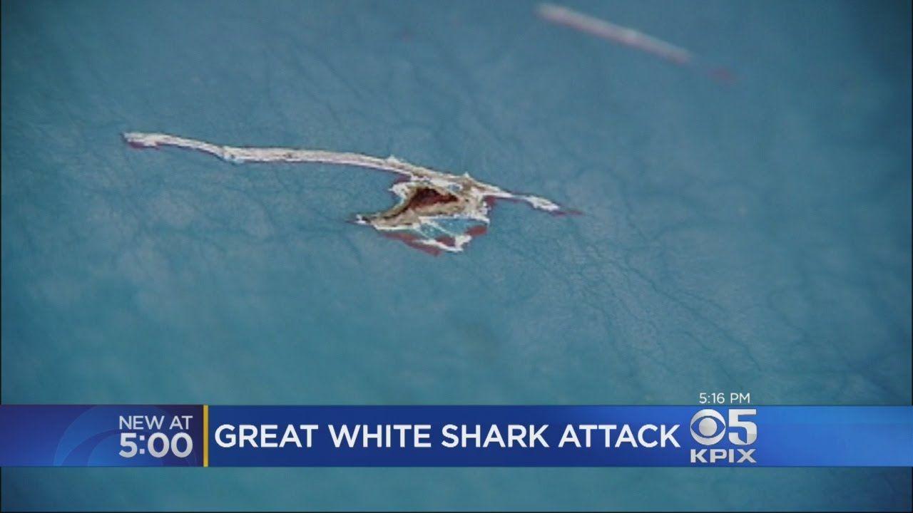 Shark Santa Cruz Logo - Great White Shark Attacks Fishing Boat Off Santa Cruz Coast - YouTube
