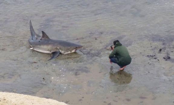Shark Santa Cruz Logo - Santa Cruz Beachgoers witness large shark stranded on beach