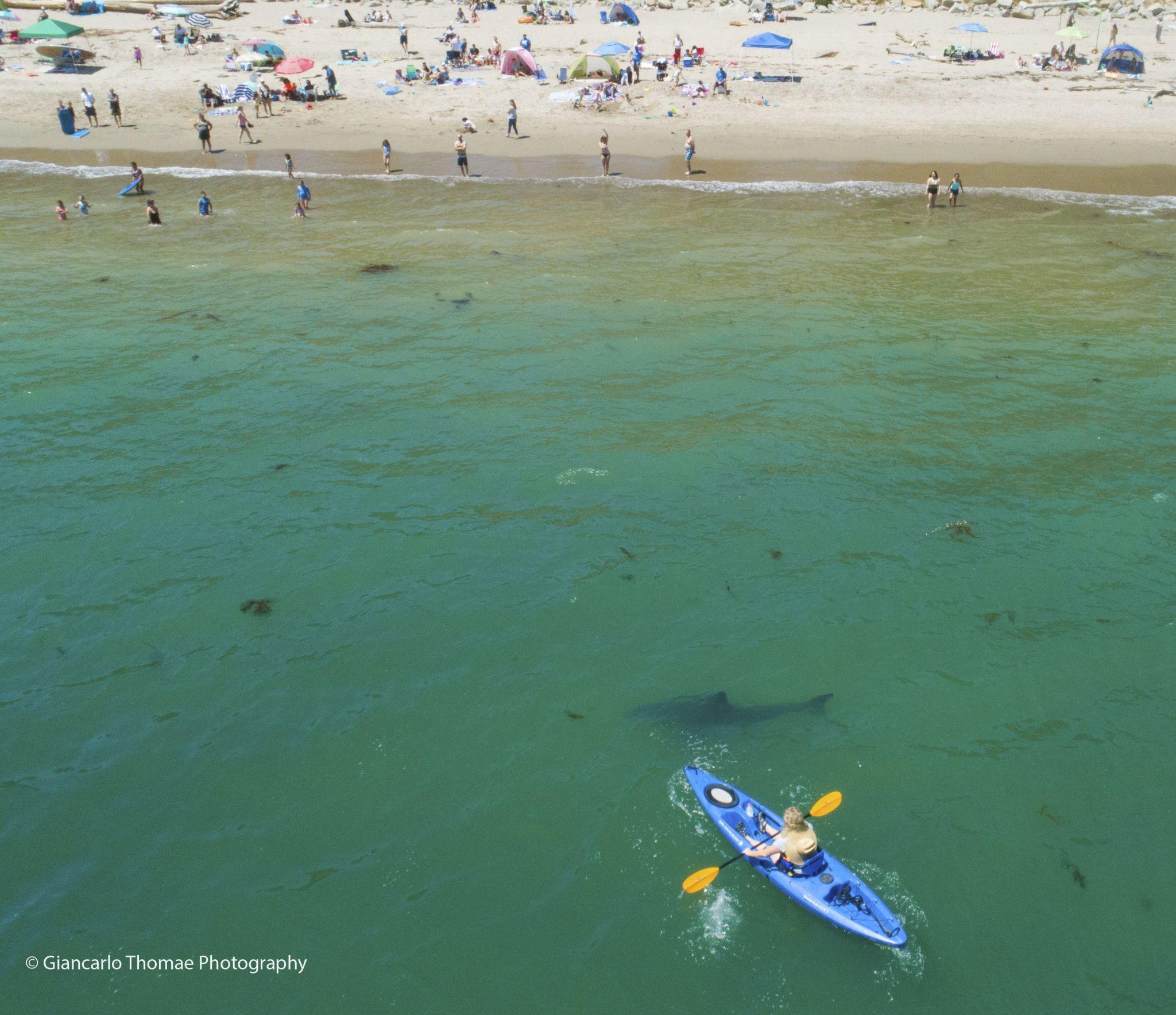 Shark Santa Cruz Logo - Kayaker paddles with a dozen great white sharks off coast near Santa