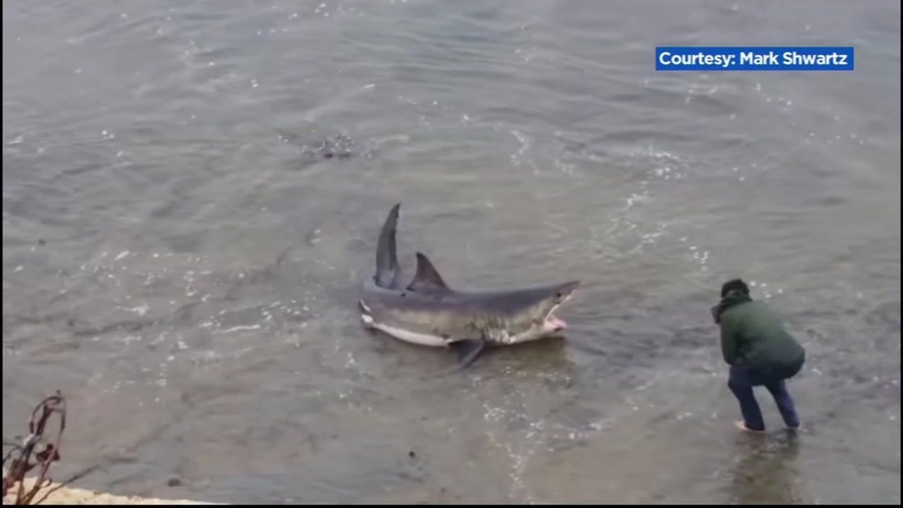 Shark Santa Cruz Logo - shark found dead after good samaritans try to help it in Santa Cruz