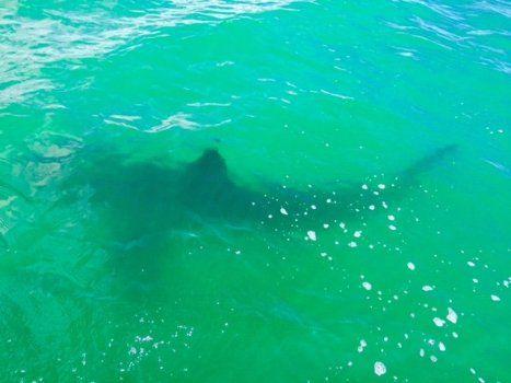 Shark Santa Cruz Logo - White shark sightings off Santa Cruz offer look