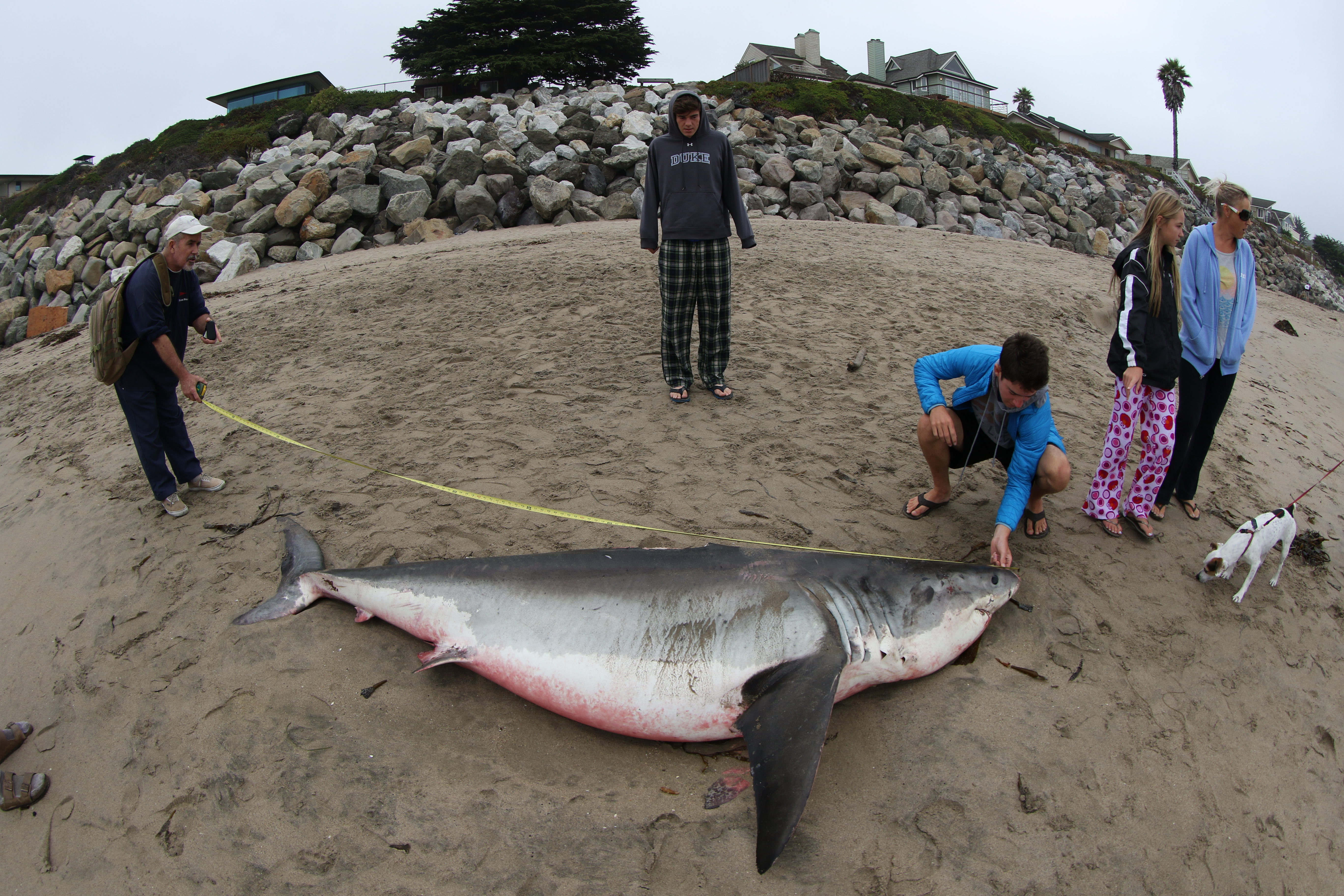 Shark Santa Cruz Logo - Great white shark washes up in Santa Cruz | Adventure Sports Network