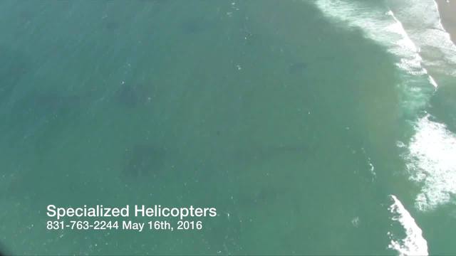 Shark Santa Cruz Logo - Sharks spotted near Cement Ship along Santa Cruz County Coast ...