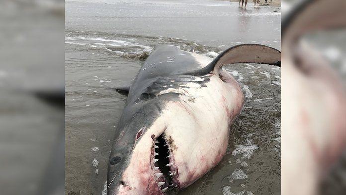 Shark Santa Cruz Logo - A Dead Great White Shark on Santa Cruz Beach Leads to a Criminal