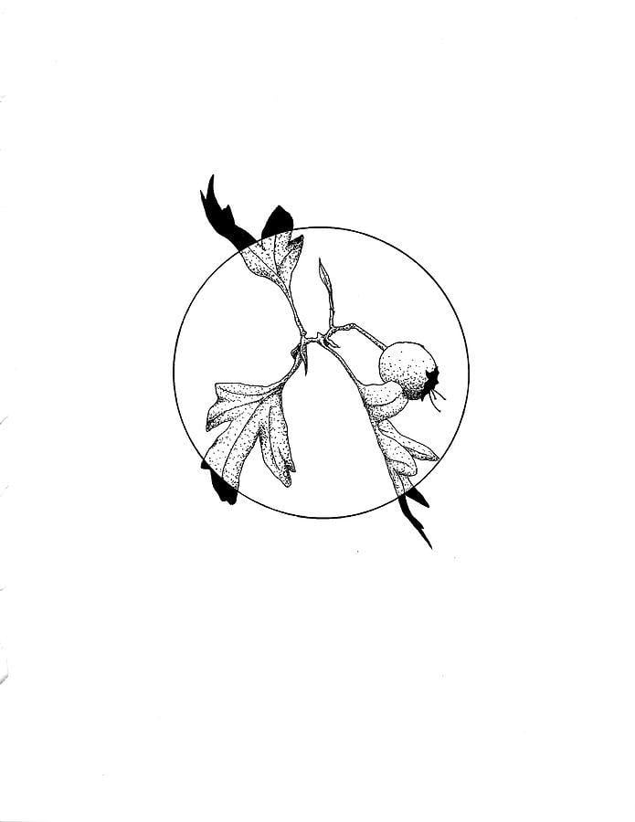 Drawing of Neff Logo - Hawthorn Berry Drawing