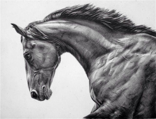 Drawing of Neff Logo - Leland Neff: My Prince, graphite drawing of my thoroughbred stallion