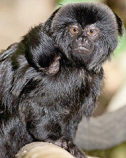 Red and Black Monkey Logo - Geoldi's Marmoset - Little Black Monkey Hiding In the Amazon ...