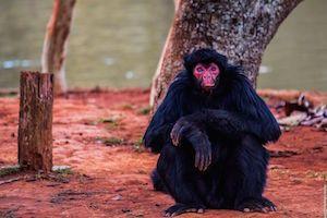 Red and Black Monkey Logo - Spider Monkey Types: Red-Face, White Cheeked, Mexican, Brown & Black ...