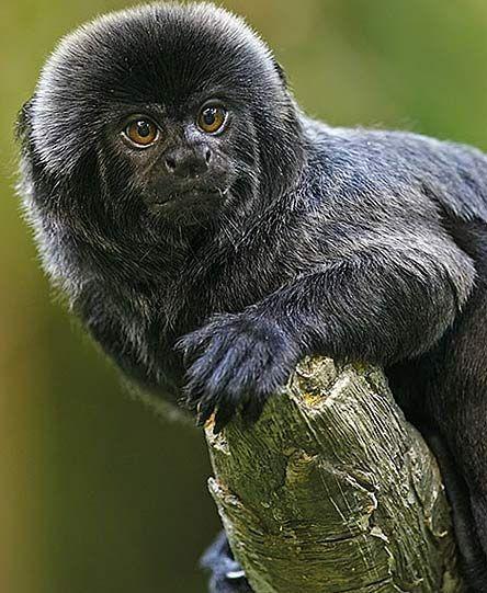 Red and Black Monkey Logo - Geoldi's Marmoset Black Monkey Hiding In the Amazon