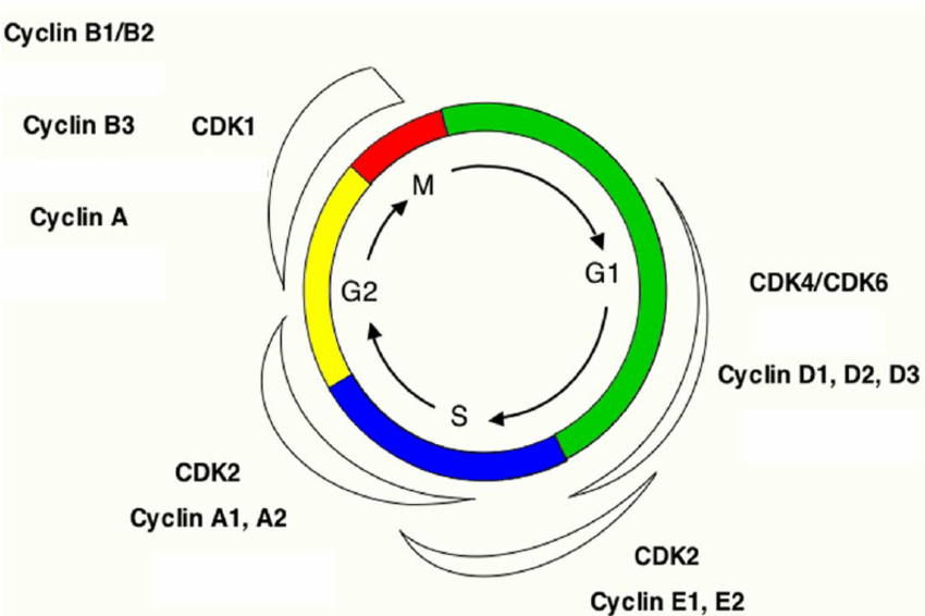 Cell Circle Logo - Cell phases are of a typical (somatic) cell cycle are indicated
