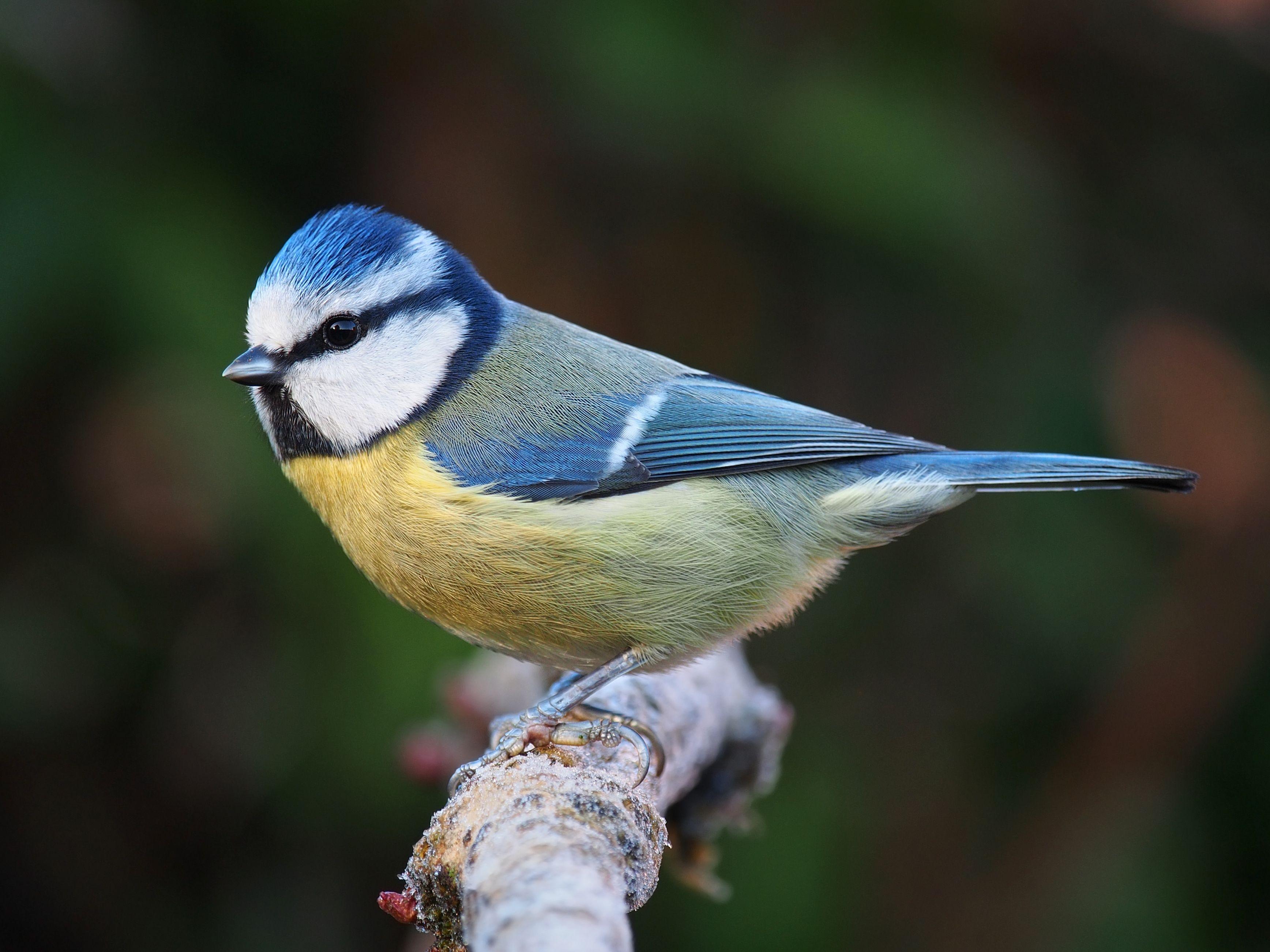 Blue Bird with Yellow Circle Airline Logo - Eurasian blue tit