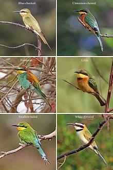 Blue Bird with Yellow Circle Airline Logo - Bee-eater