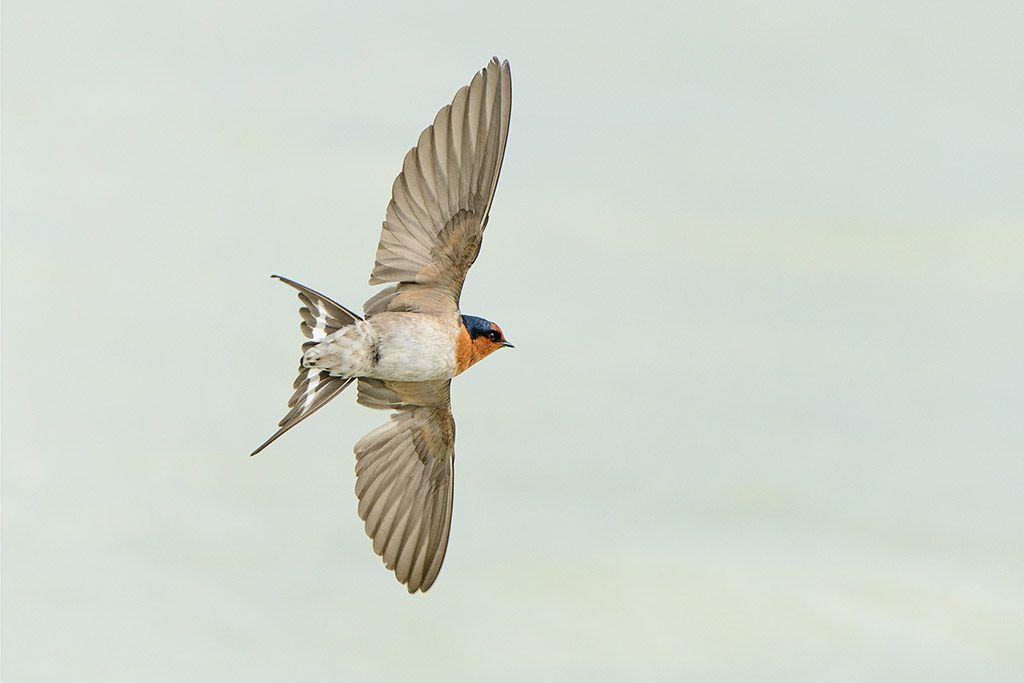 Blue Bird with Yellow Circle Airline Logo - Welcome swallow | New Zealand Birds Online