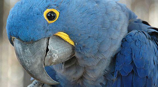 Blue Bird with Yellow Circle Airline Logo - Hyacinth Macaw: an Endangered Species