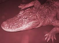 Crocodile with Pink Logo - Why The Flamingo is Pink Myths&Legends
