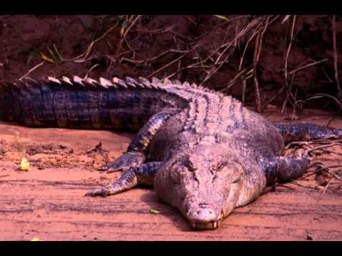 Crocodile with Pink Logo - Crocodile Facts About Crocodiles
