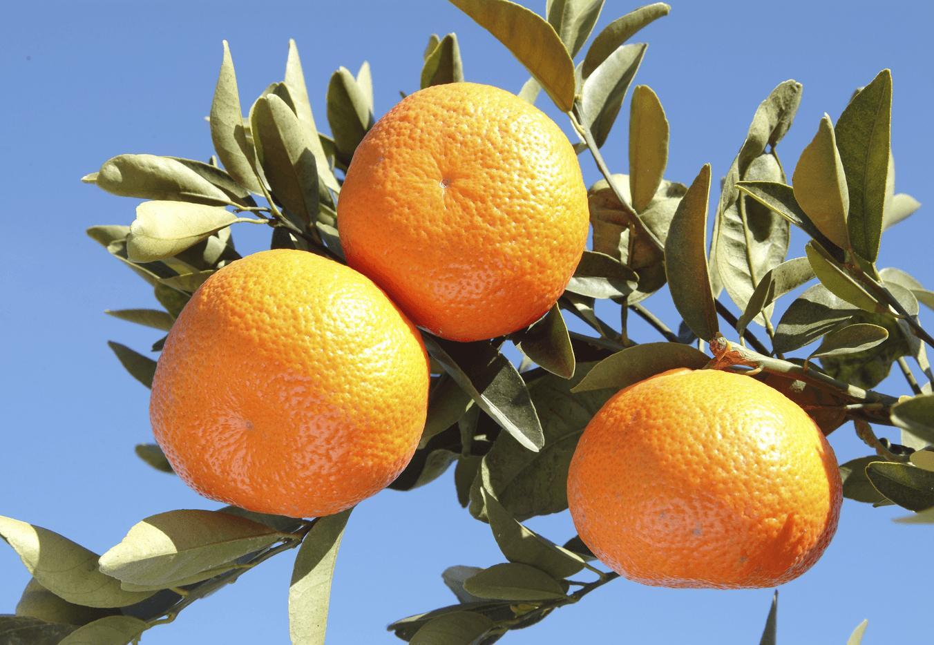 Orange USDA Logo - USDA lowers California citrus forecast | Packer