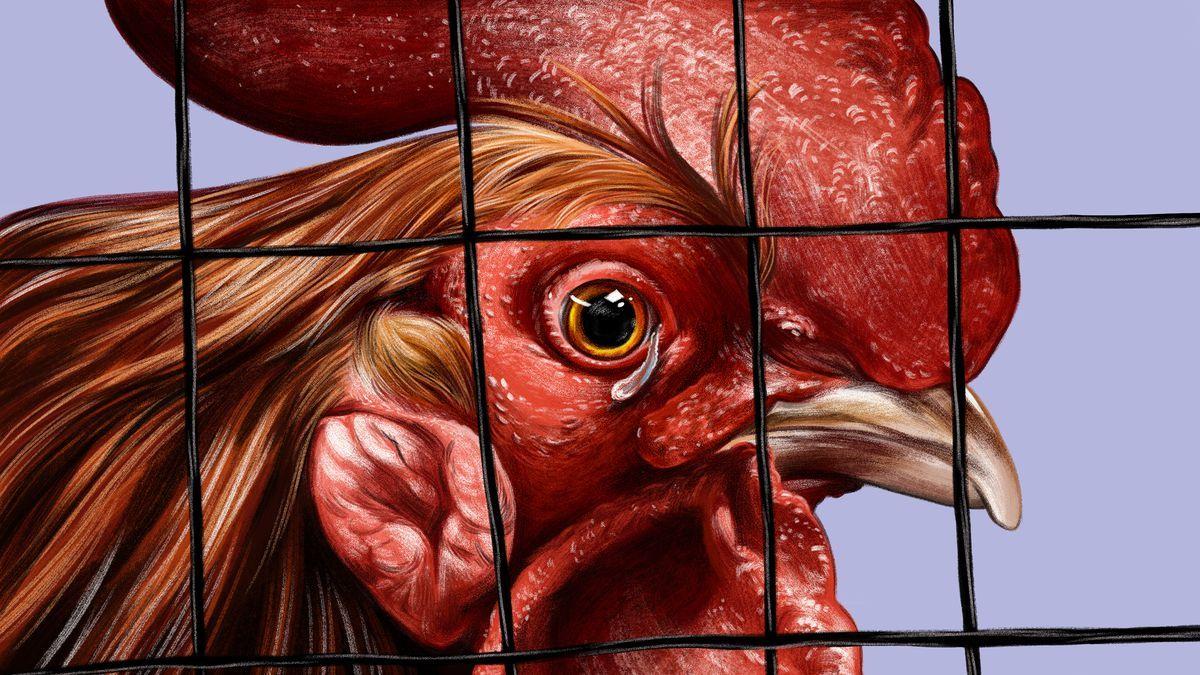 Rooster Inside Triangle Logo - The Cockfighting Ring Raid That Upended a Small Town - The Ringer