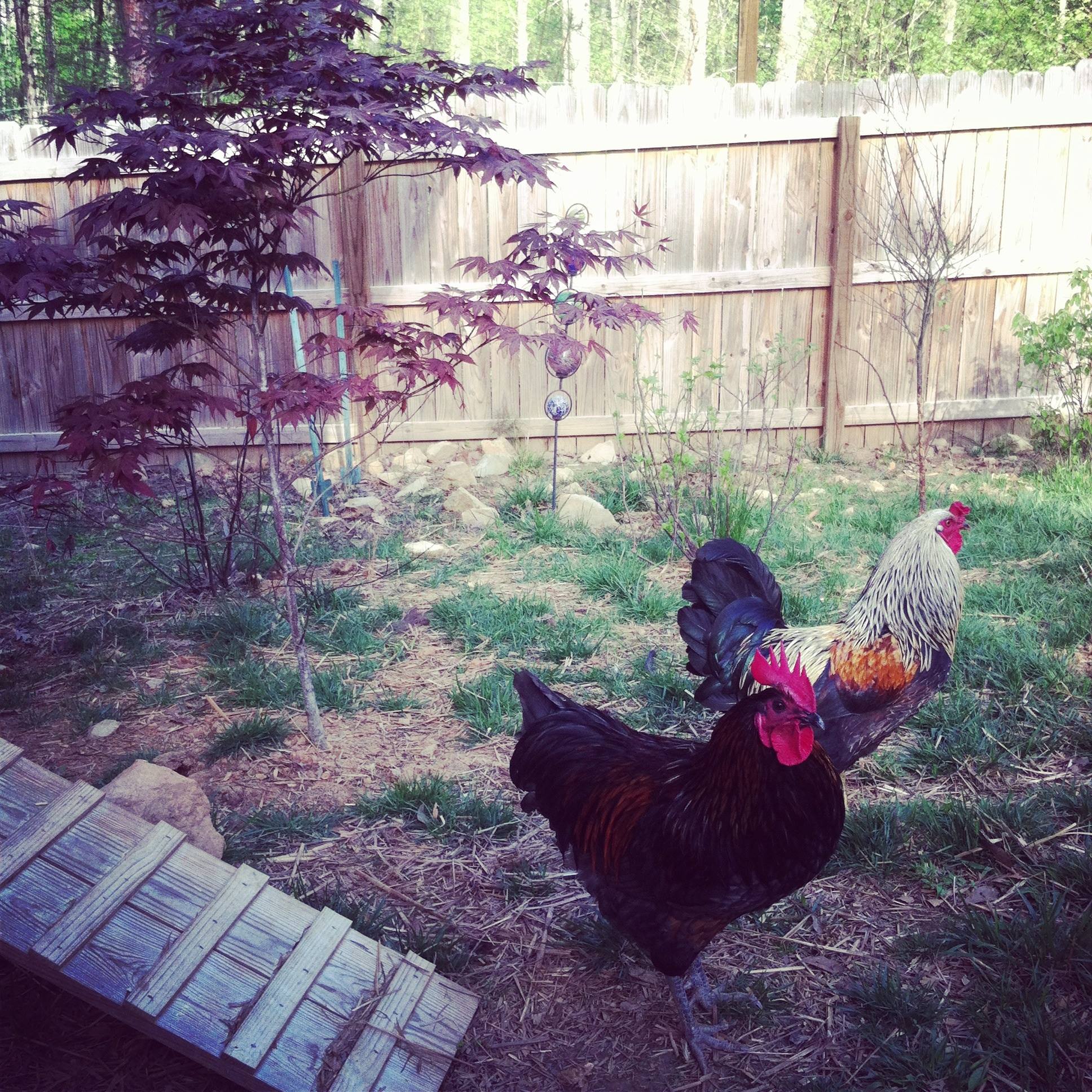 Rooster Inside Triangle Logo - chickens – Striving with Systems