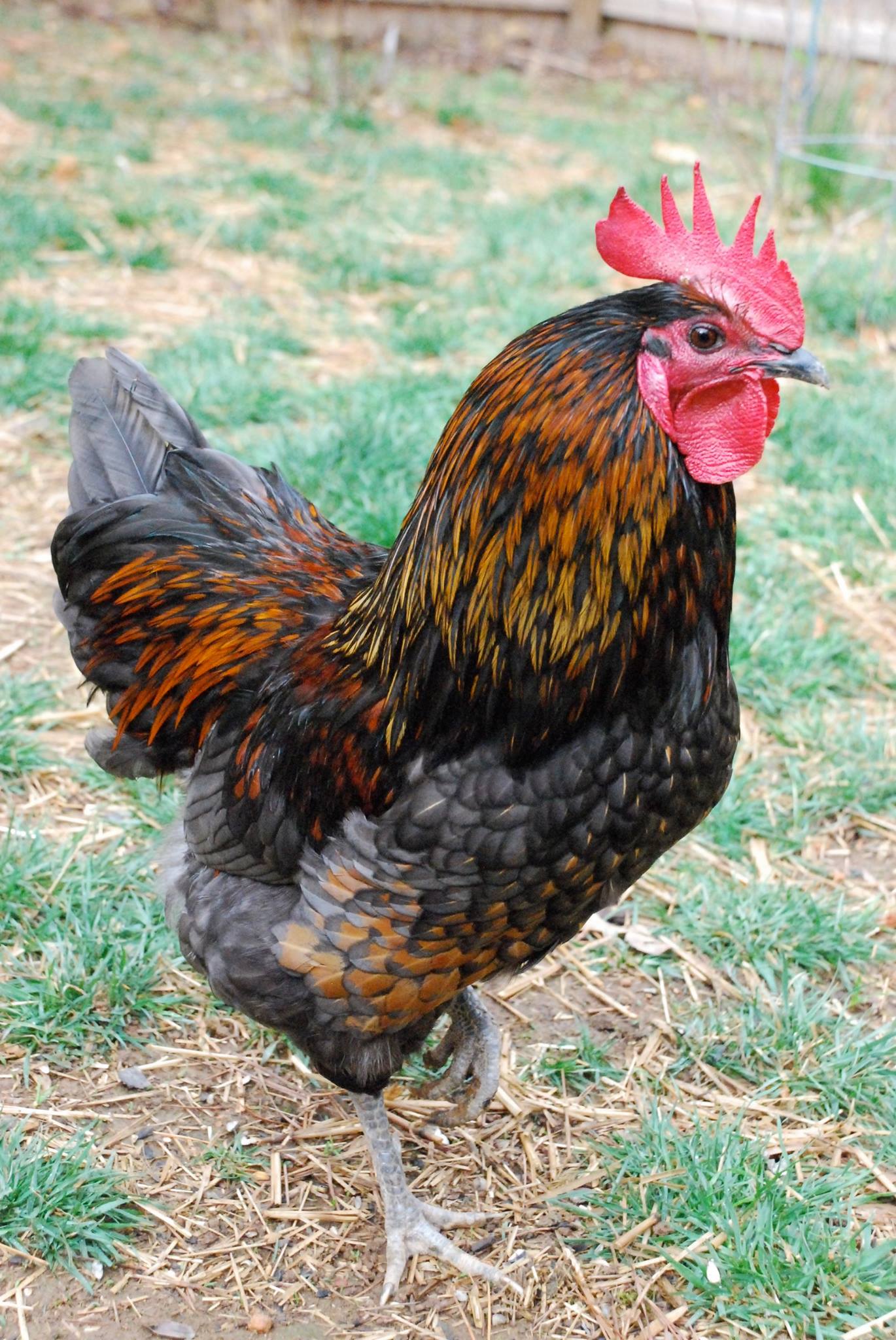 Rooster Inside Triangle Logo - chickens – Striving with Systems