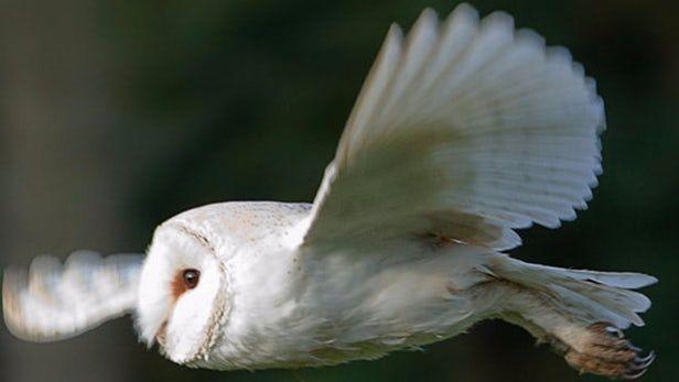 Owl Wings Logo - Could owl wings hold the key to quieter aircraft and wind turbines?