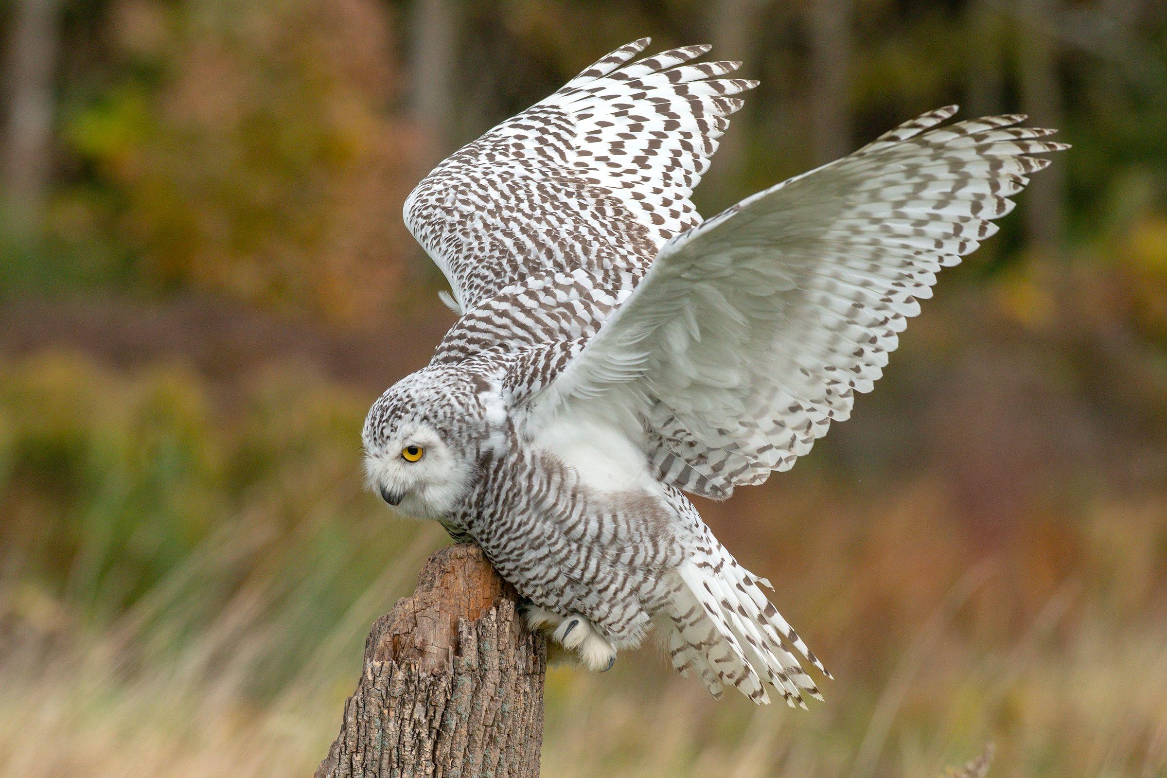 Owl Wings Logo - File:Snowy owl Wings 212.jpg - Wikimedia Commons