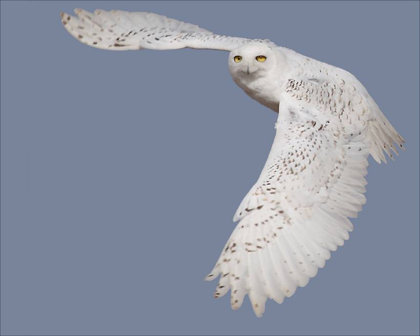 Owl Wings Logo - Owl wings inspire quieter wind turbine blades | TreeHugger