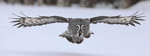 Owl Wings Logo - Owls wings could hold key to quieter aircraft - Window To News