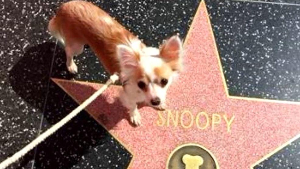 Rover Company Dog Logo - Baywatch' star, Seattle pet company sued over dog's death | KOMO
