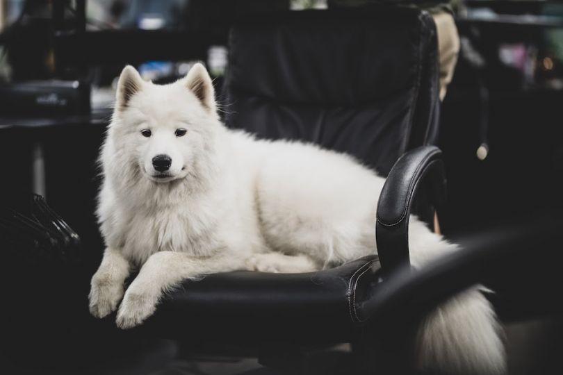Rover Company Dog Logo - 9 Seattle tech companies with pet-friendly offices | Built In Seattle