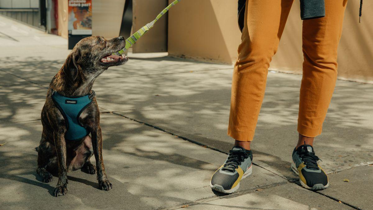 Rover Company Dog Logo - Wag vs. Rover: The pet care startups competing to walk your dog